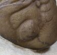 Lochovella (Reedops) Trilobite With Bite Mark - Clarita, Oklahoma #36144-3